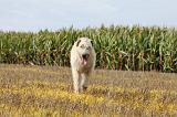 IRISH WOLFHOUND 093